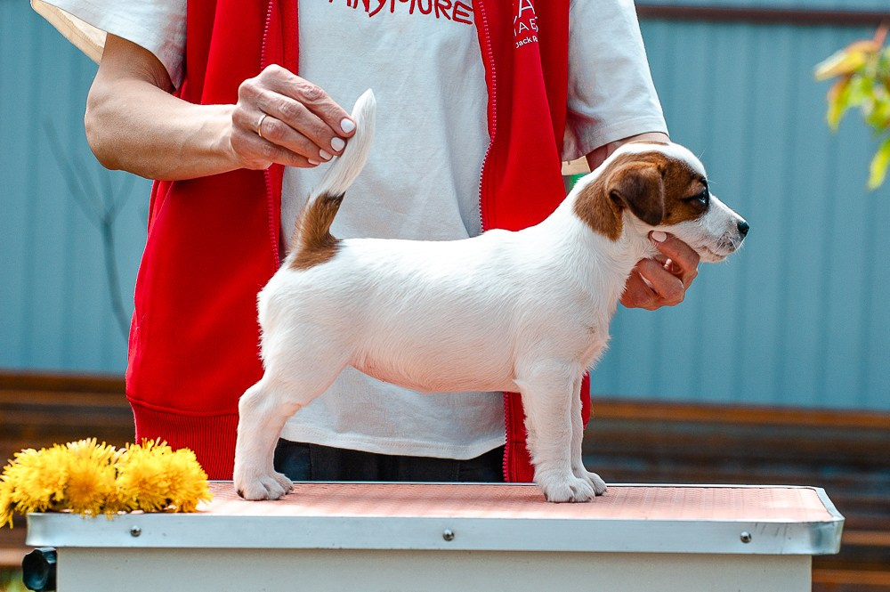 КАНЕ МАЭСТРО ФЕРИТЕЙЛ. Девочка гладкошерстная из питомника КАНЕ МАЭСТРО. Ровные лапки. Шикарный темперамент. Продается. Отличные экстерьерные данные. Щенок находится в г. Рязань. Купить.