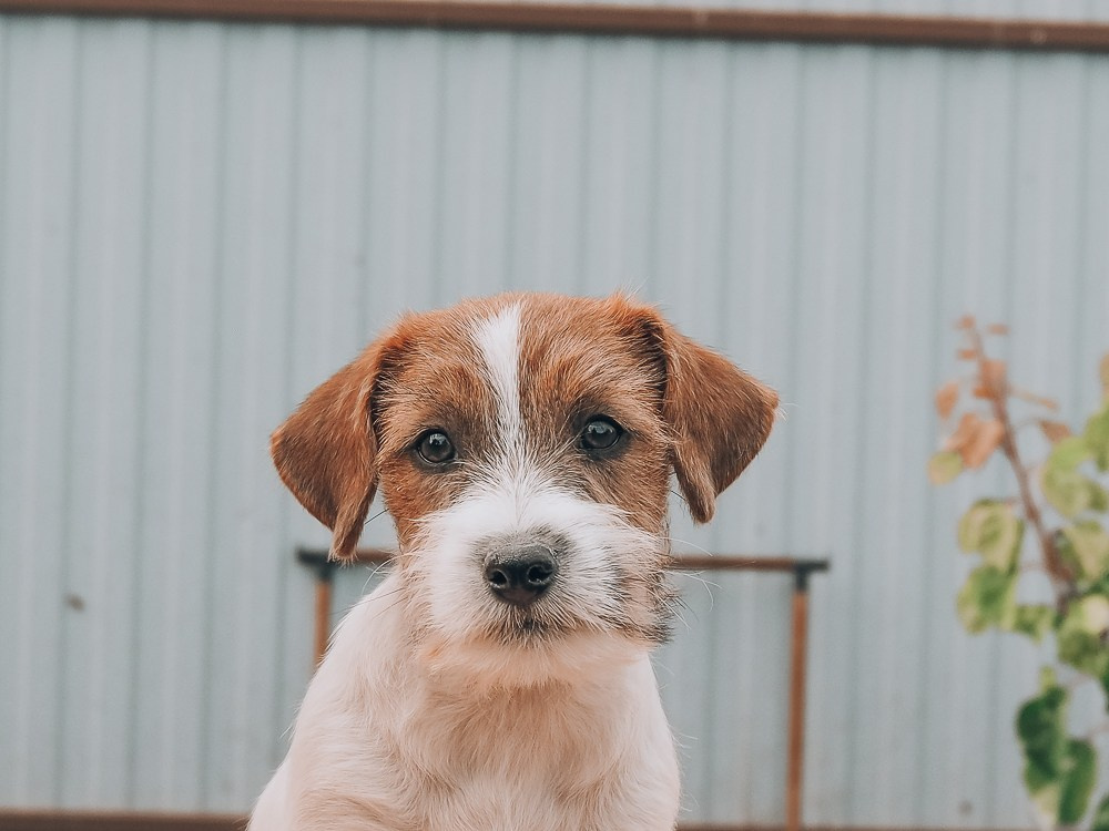 CANE MAESTRO SAYONARA. CANE MAESTRO — kennel Jack Russell Terrier