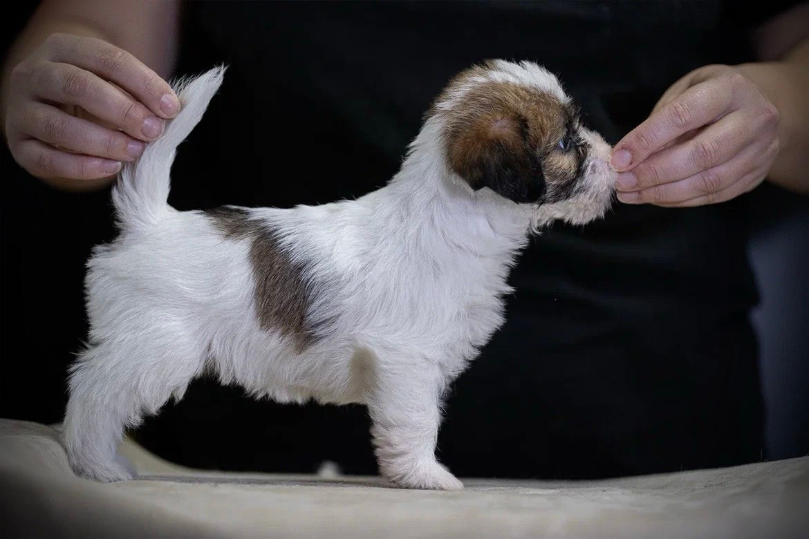 Сука 1. Lovely-Orange питомник джек рассел терьеров