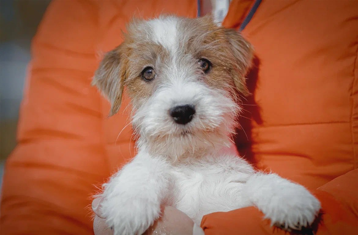Сука 1. Lovely Orange kennel Jack Russell Terrier FCI/RKF