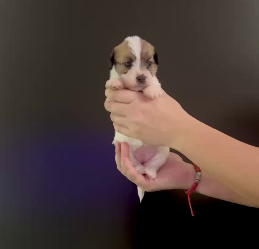 LITTER «M» 11.12.2025. Lovely Orange kennel Jack Russell Terrier FCI/RKF