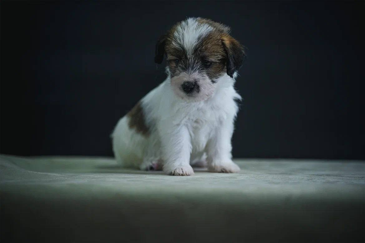 Сука 1. Lovely-Orange питомник джек рассел терьеров