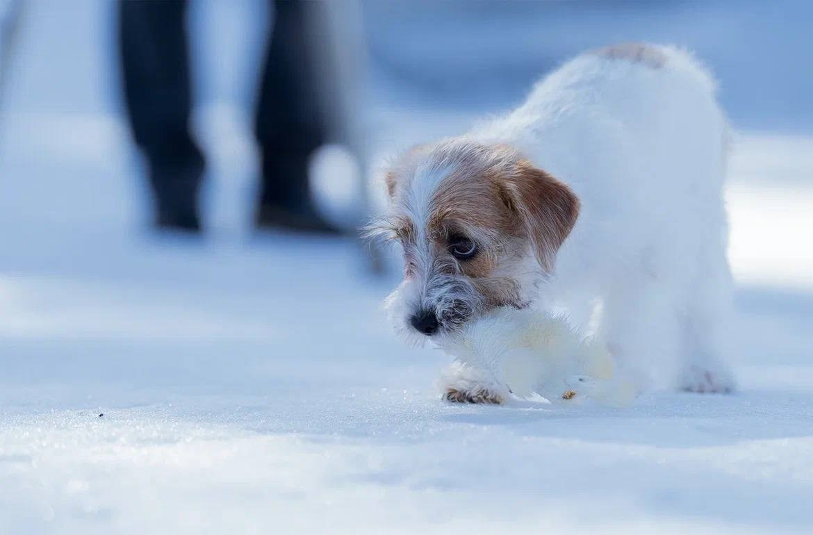 Сука 6. Lovely-Orange питомник джек рассел терьеров