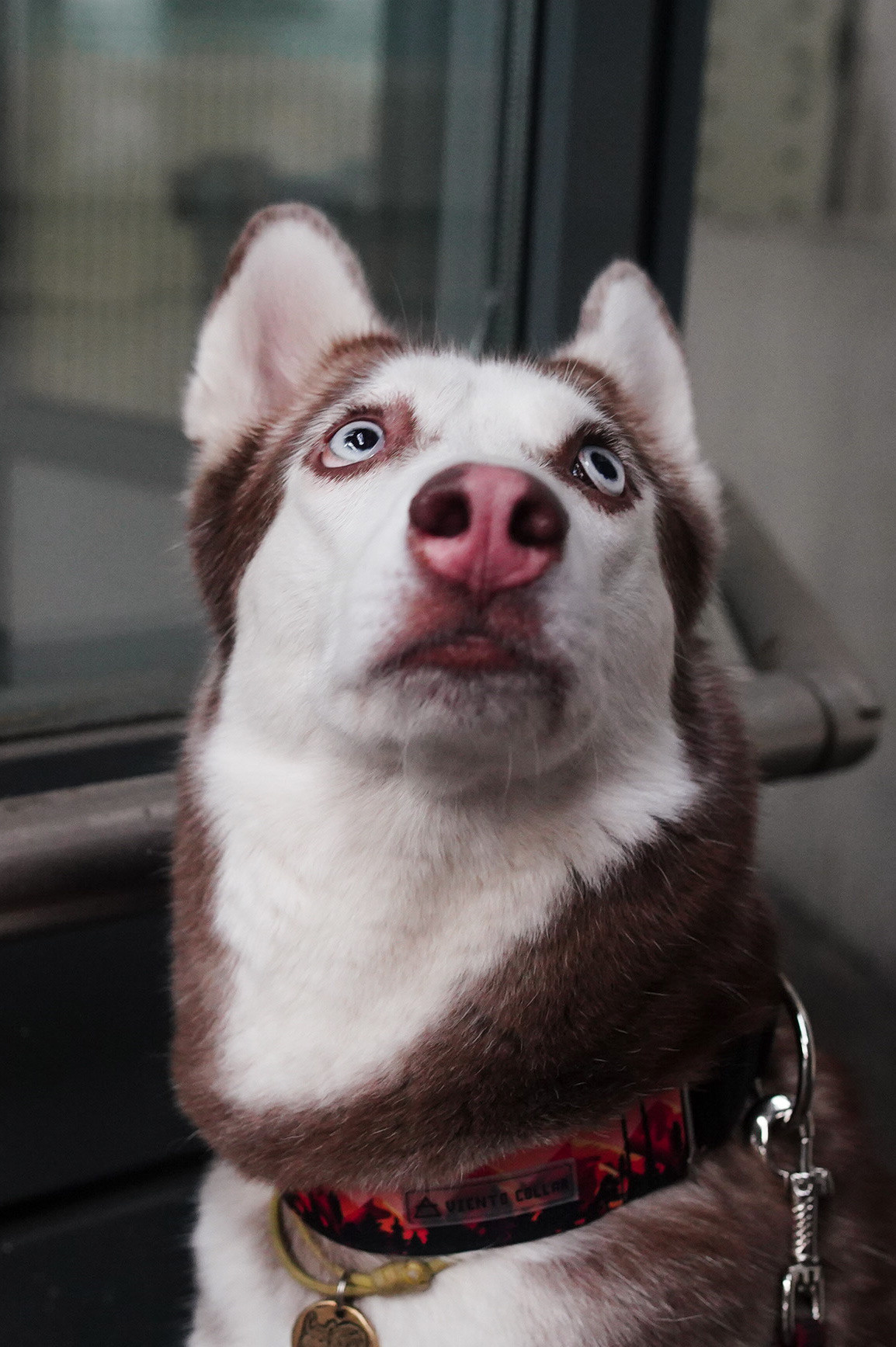 На вокзале. Фотограф анималист