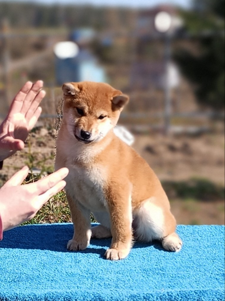 Сиба Rubylight Emma питомник Рубилайт 