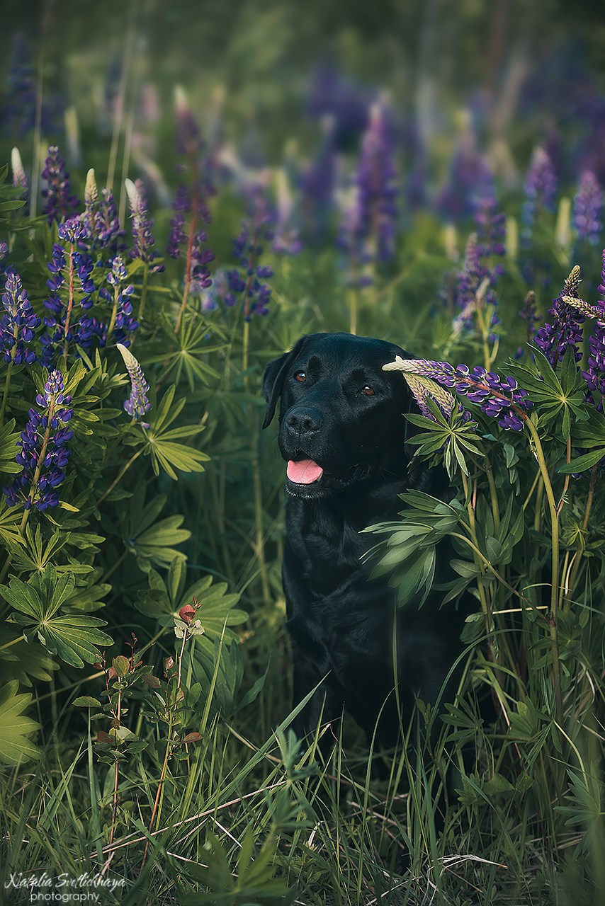 Лабрадоры в люпинах. Фотограф-анималист Наталья Светличная