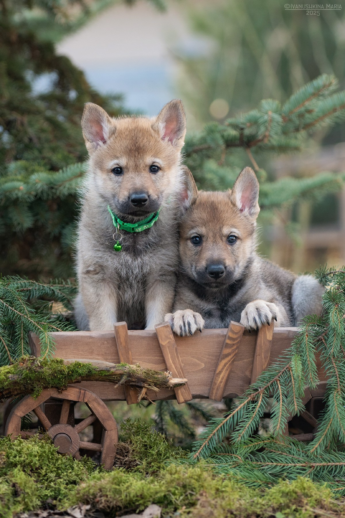 Фотосессия щенков на продажу. Фотограф собак в Москве и Московской области Иванушкина Мария