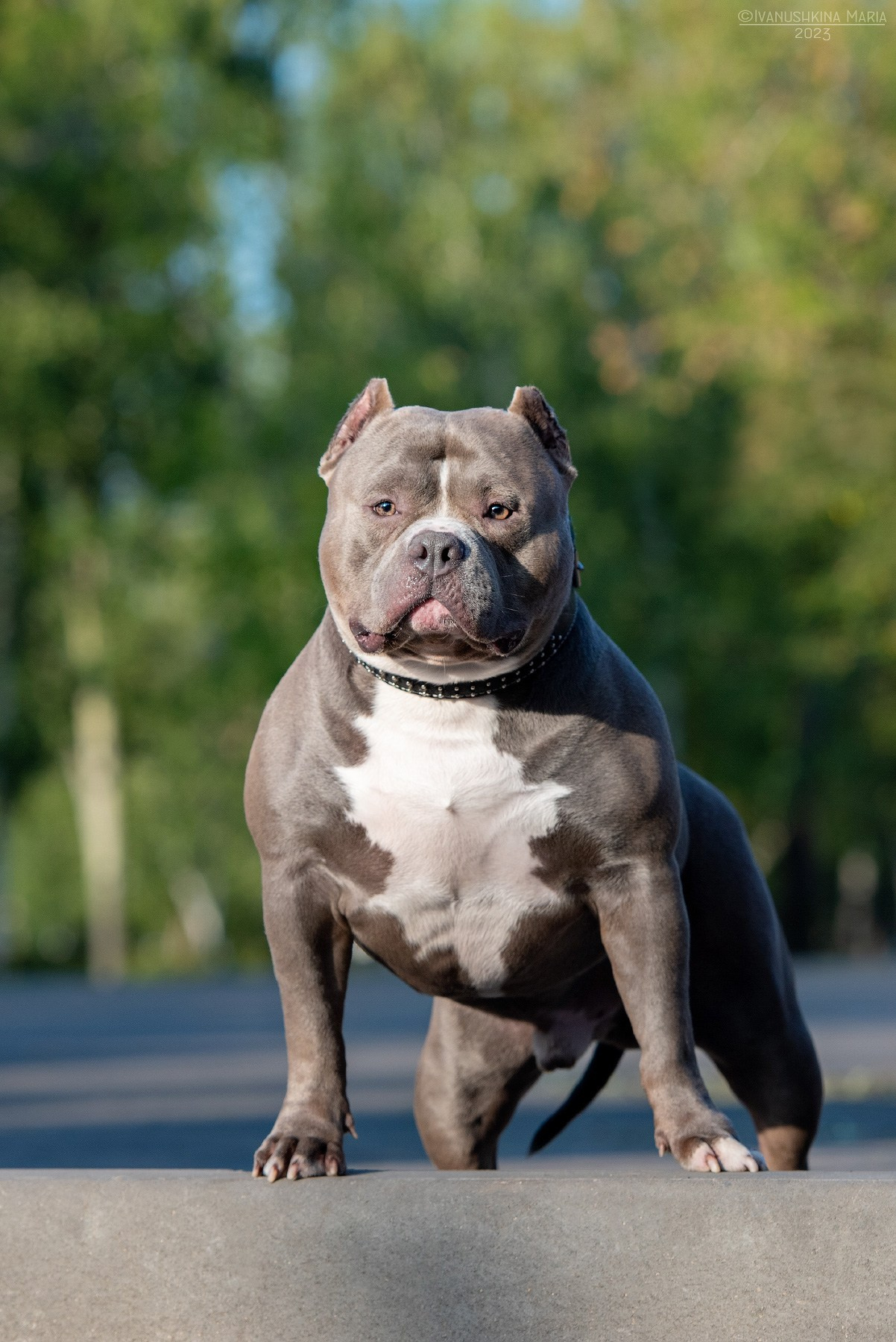 Экстерьерная фотосессия собаки. Фотограф собак в Москве и Московской области Иванушкина Мария