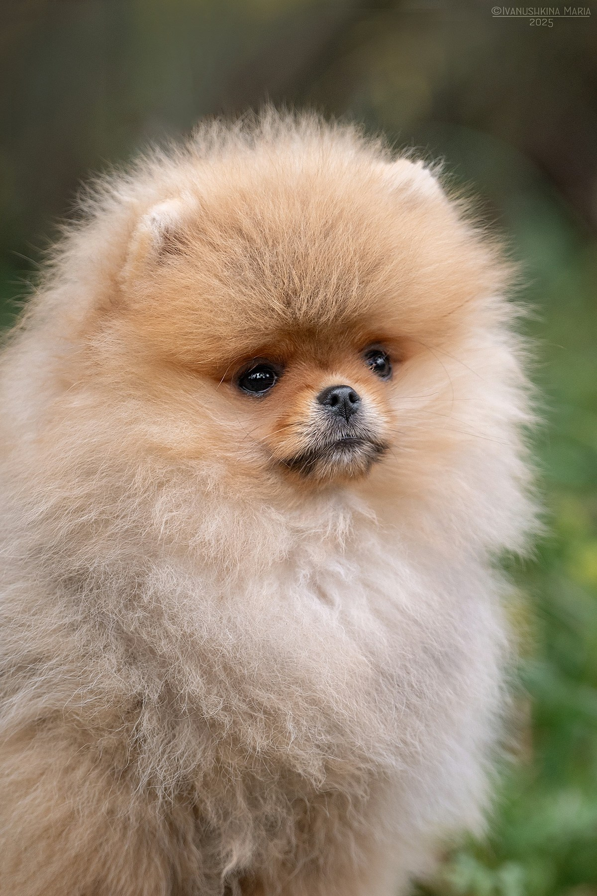 Фотосессия щенков на продажу. Фотограф собак в Москве и Московской области Иванушкина Мария