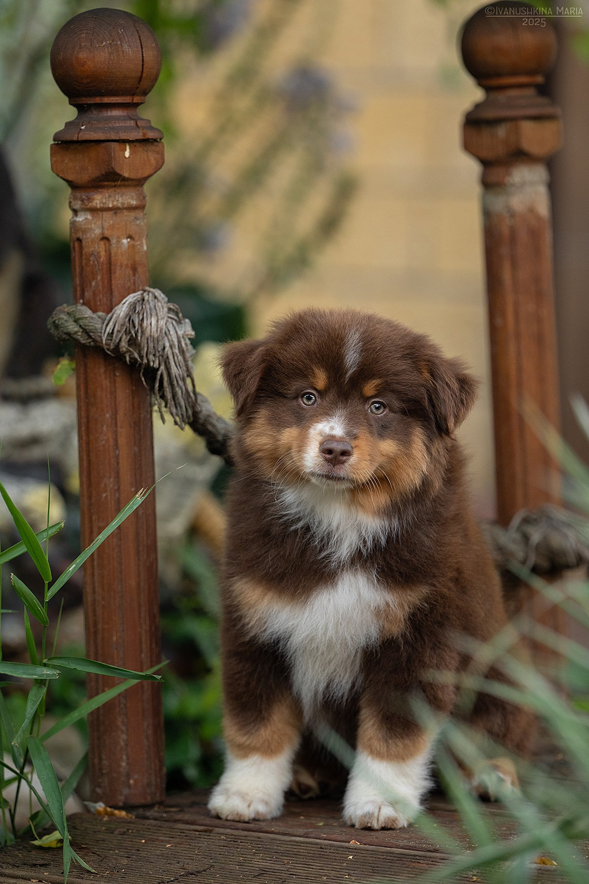 Фотосессия щенков на продажу. Фотограф собак в Москве и Московской области Иванушкина Мария