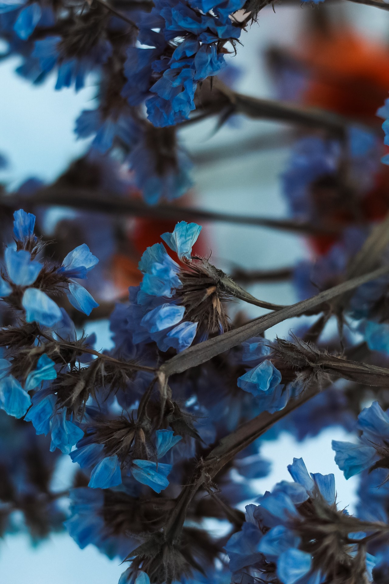 Зимний букет. Dmitriy [KCCC] is a pretty cool photographer