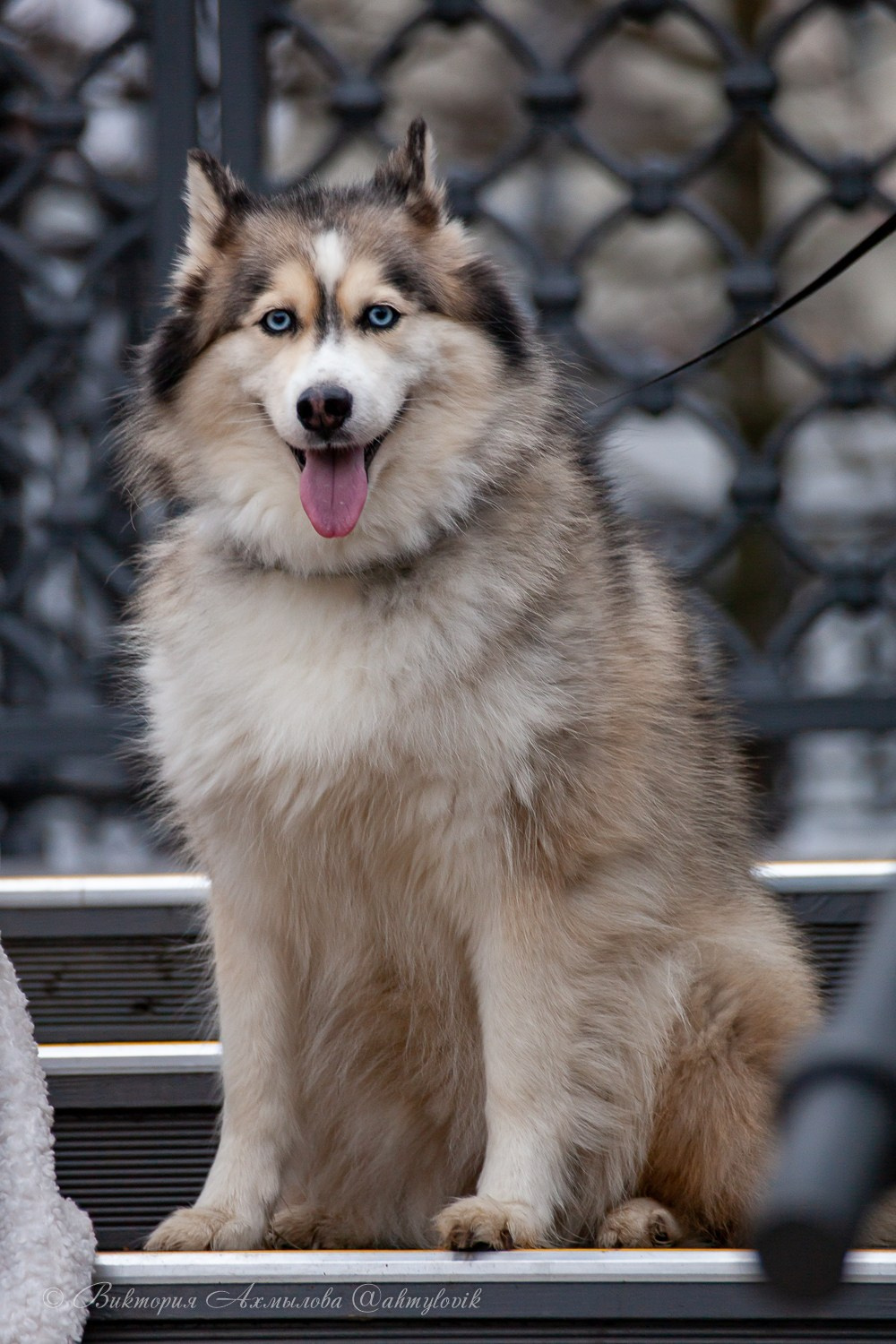 Прогулка с Хаски (Настя). Виктория Ахмылова. Фотограф в Москве