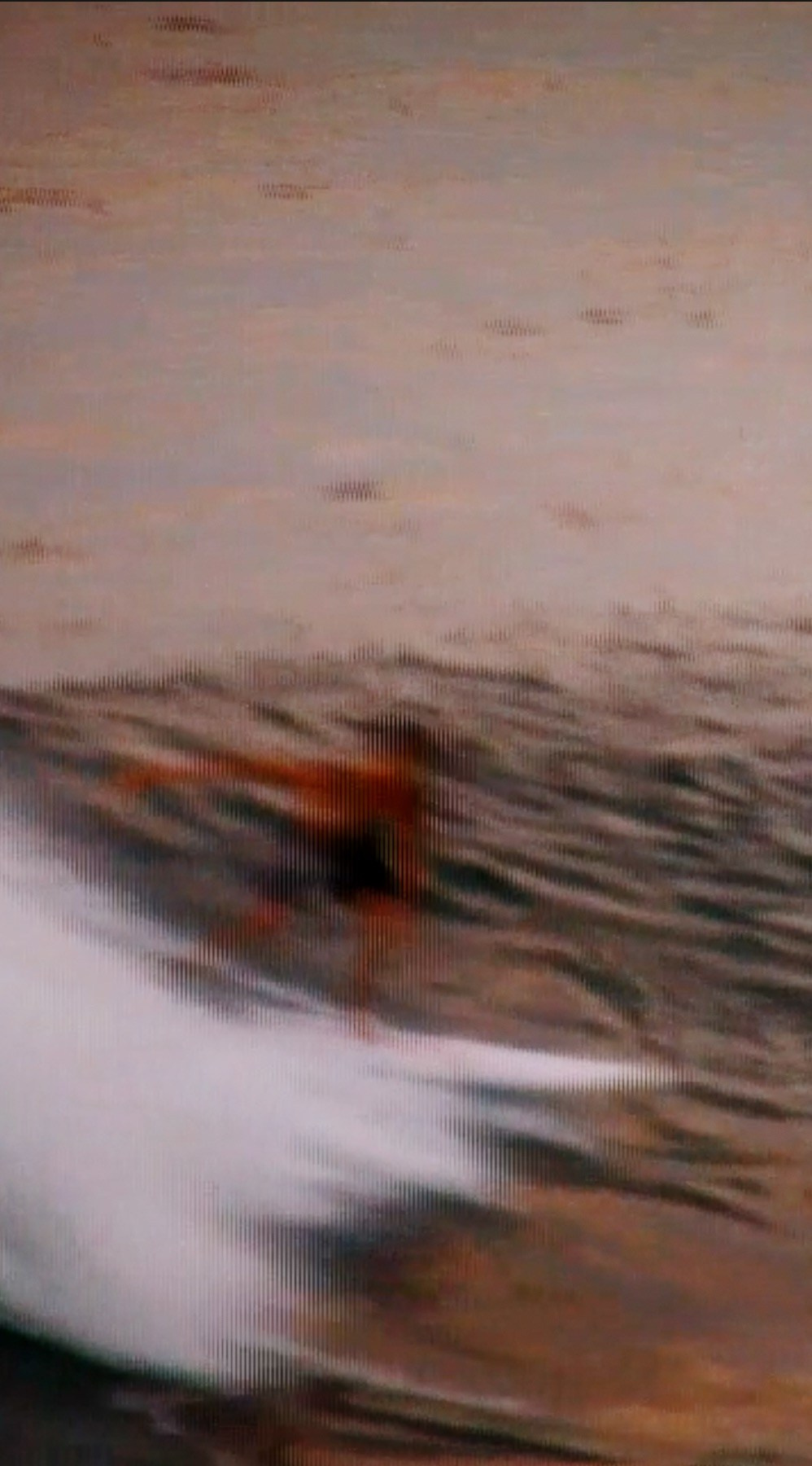 SURFING. Carolinetru