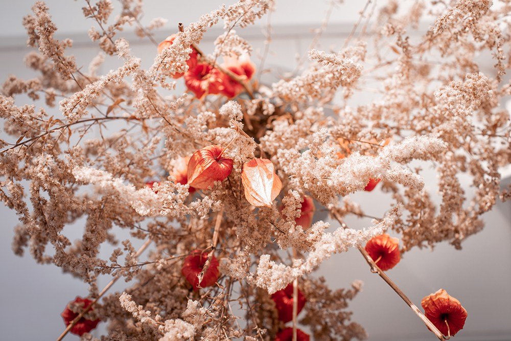 Фото засушенных цветов