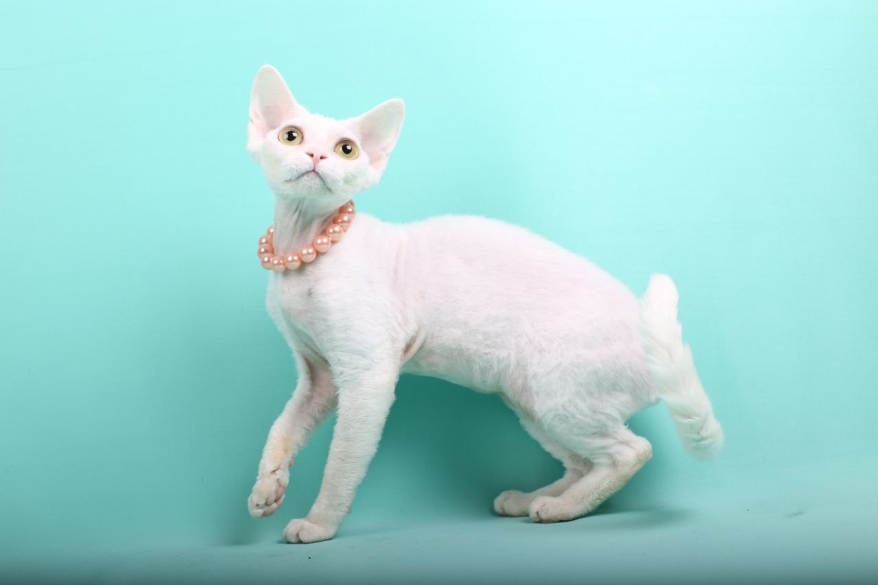 Кошка Ch Nasamiituuq PixieWilli DRX w 64. Nevskiy Favorite — питомник девон-рексов в Санкт-Петербурге|Москве. Здоровые, ласковые и редкие котята