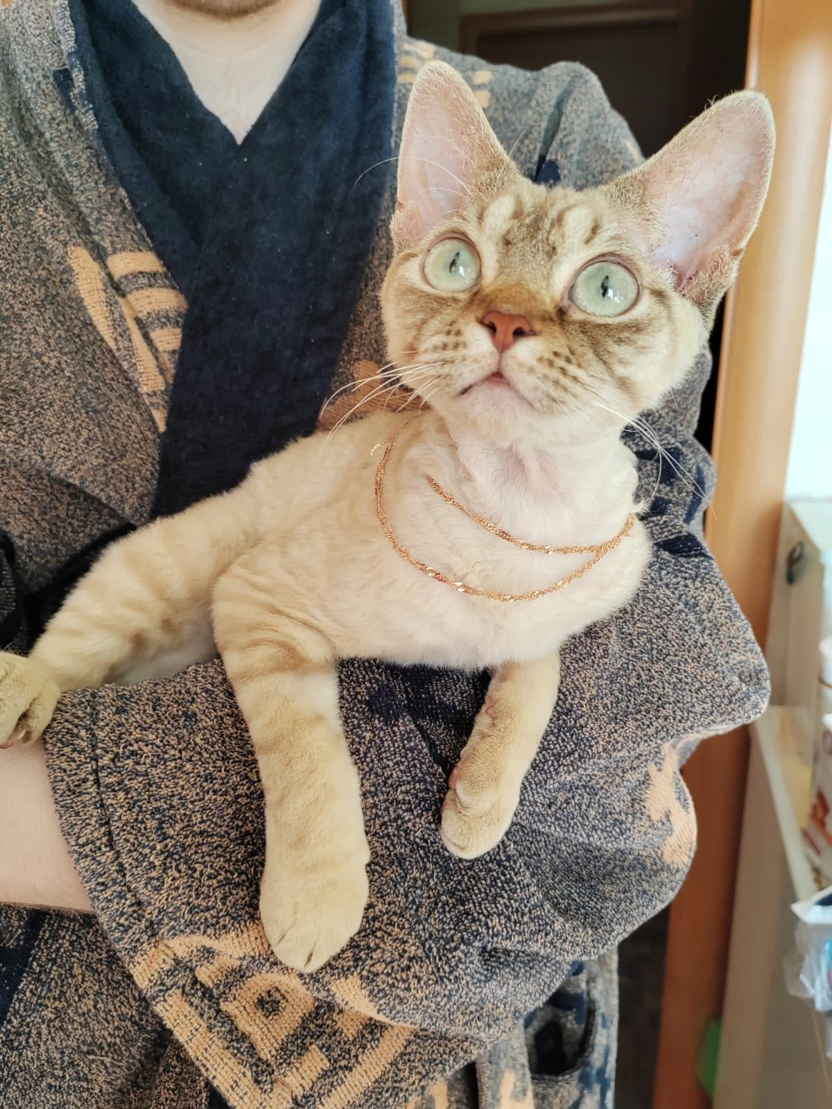 Выпускники. Nevskiy Favorite — питомник девон-рексов в Санкт-Петербурге. Здоровые, ласковые и редкие котята