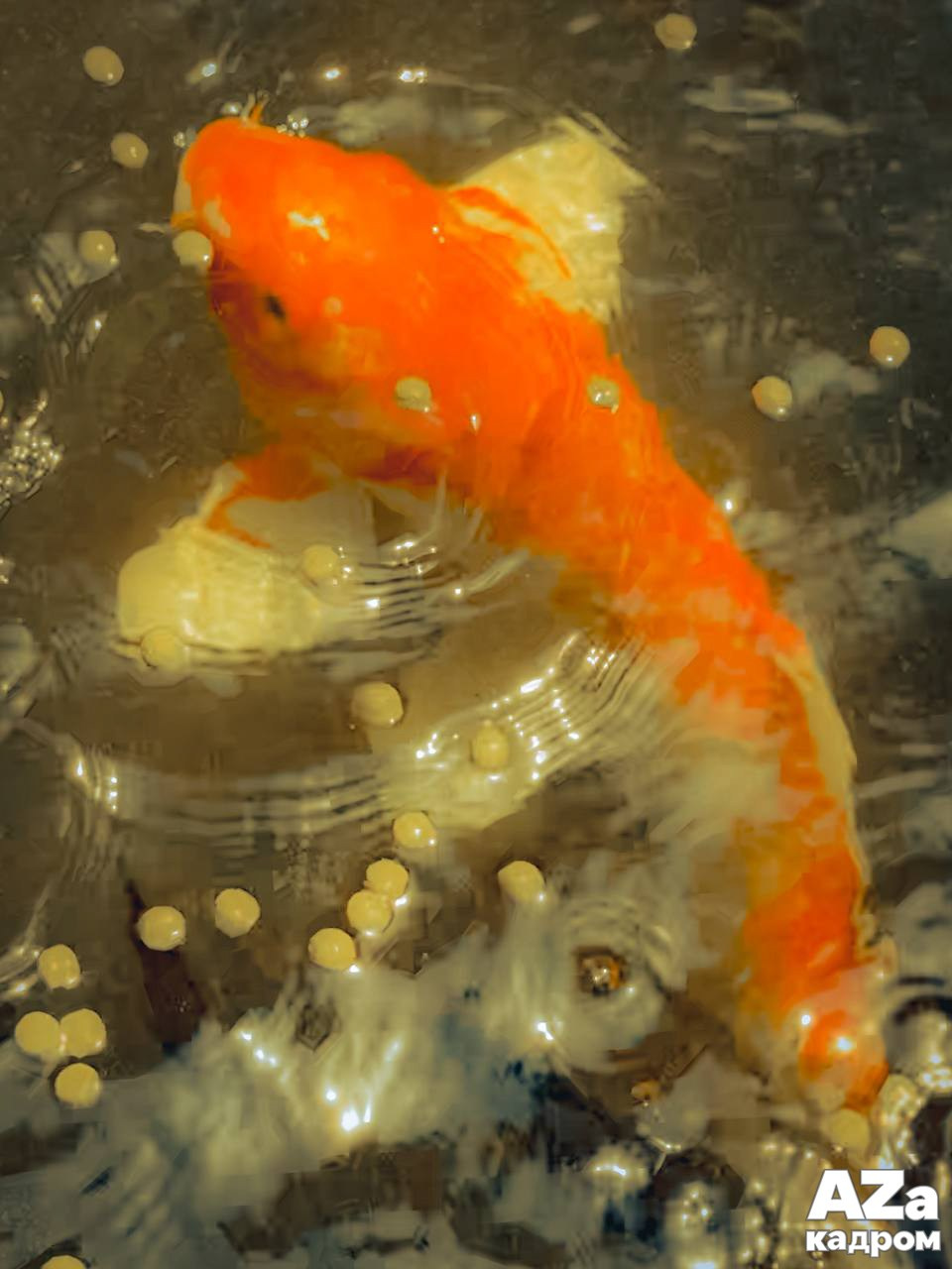 AZакадром Импрессинизм. Женский семейный фотограф Тула Москва Захарова Анна