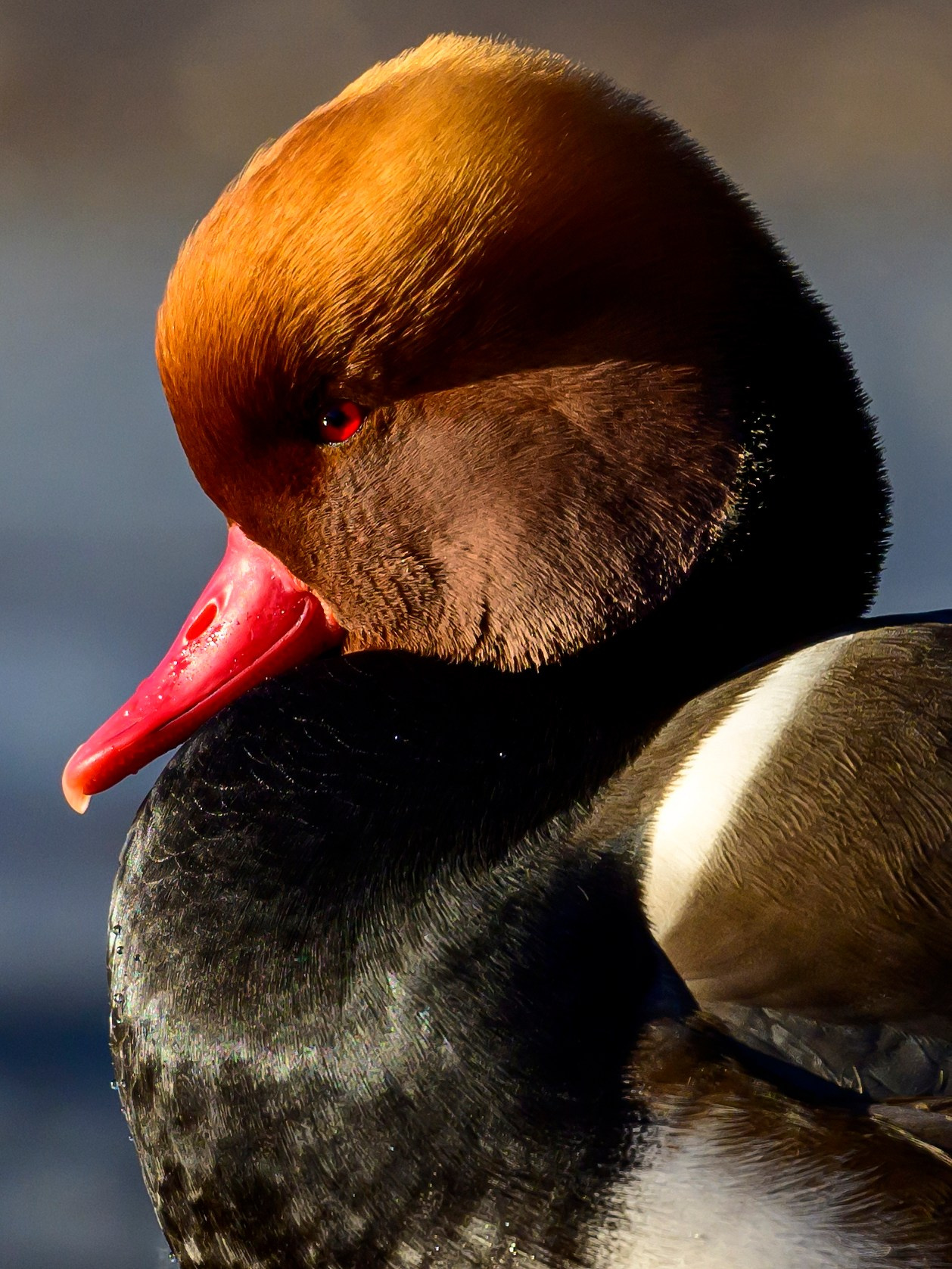 Нырки. Pochards. Фотограф Сергей Пупонин