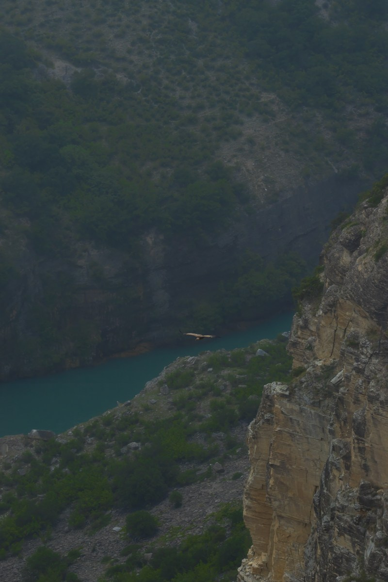 Птицы. Photomantis