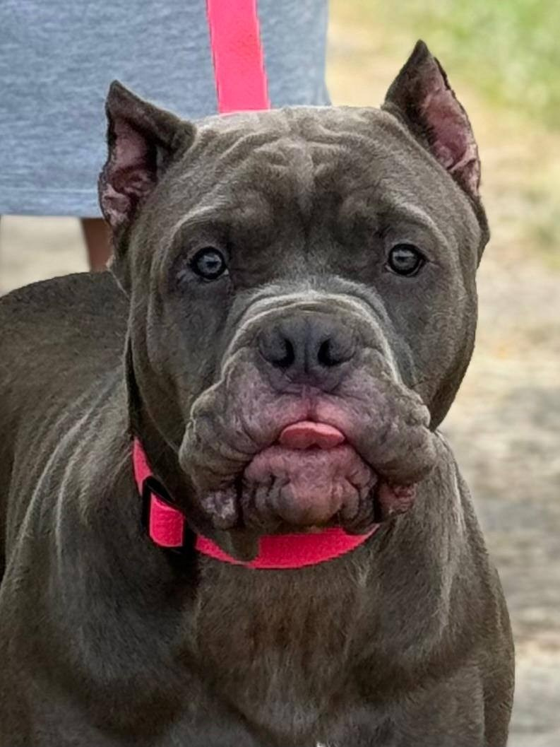 Hunter&Queenie, 13.01.25. Американские булли XL в г. Калининград. Питомник Great Bully UNIVERSE