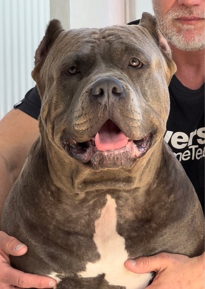 Наши собаки. Американские булли XL в г. Калининград. Питомник Great Bully UNIVERSE