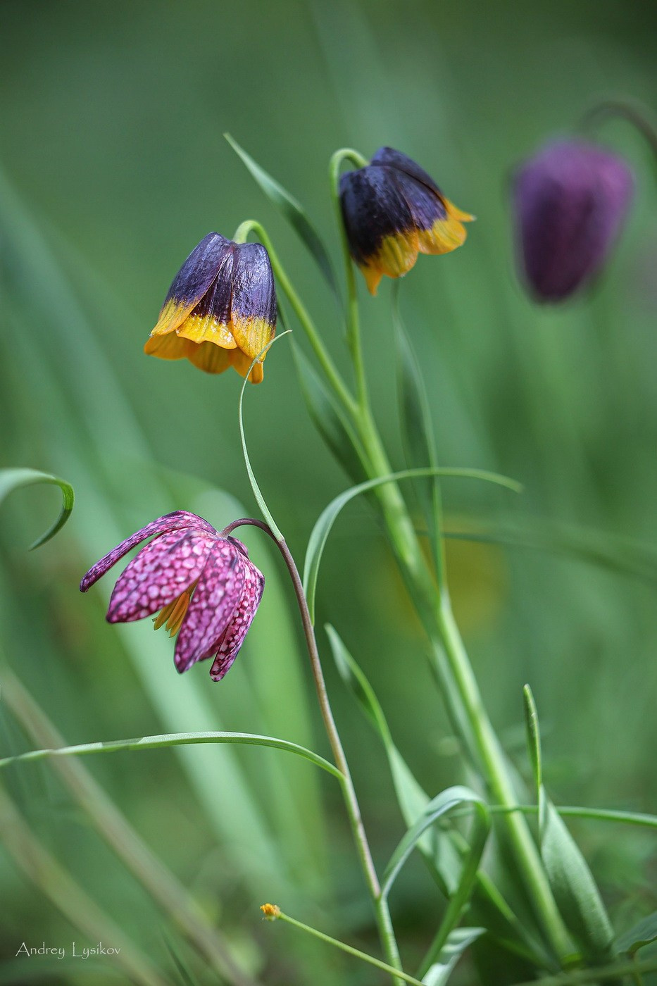 Цветы. Ландшафтный фотограф Андрей Лысиков, Москва
