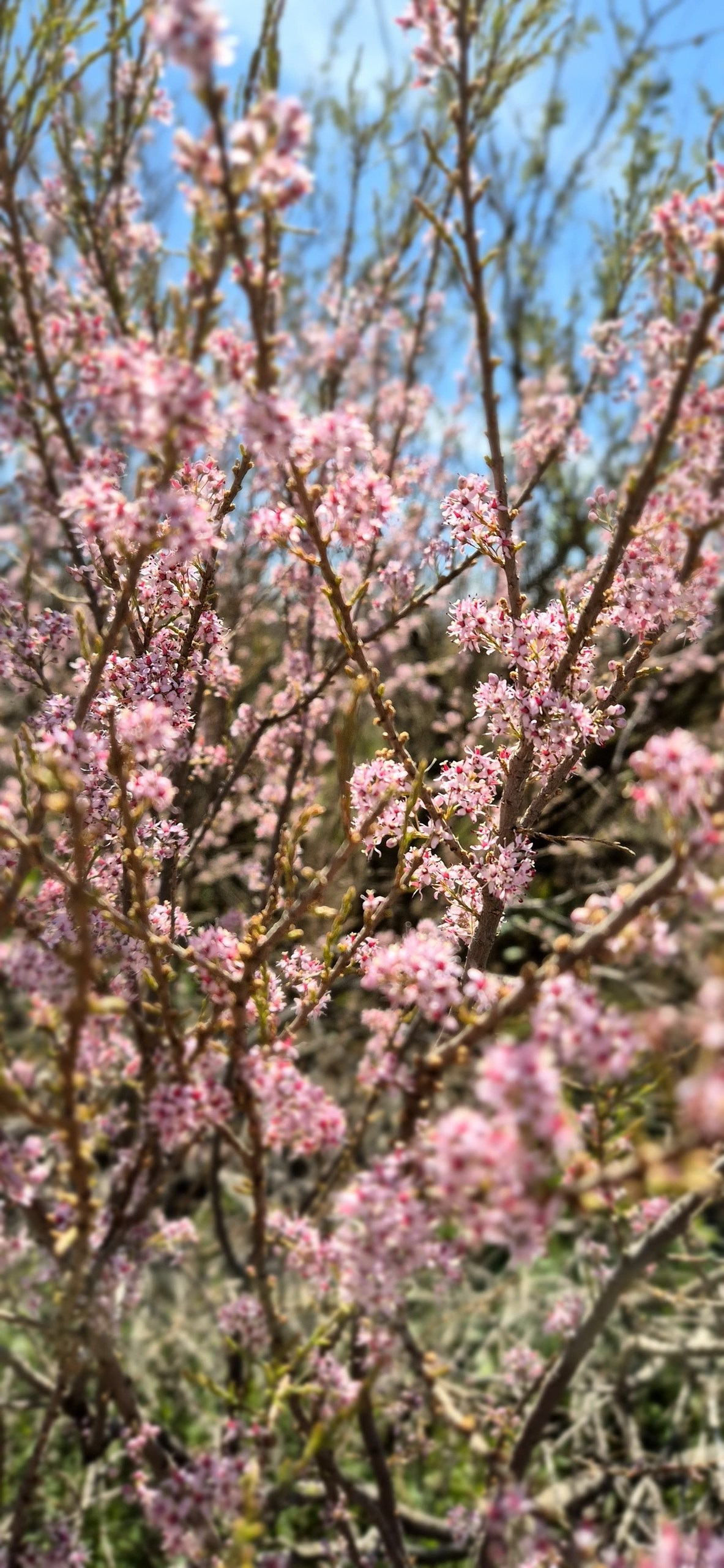 Астрахань и Элиста. Экскурсионная поездка | 30.04-04.05.2025. Галерея Фантим