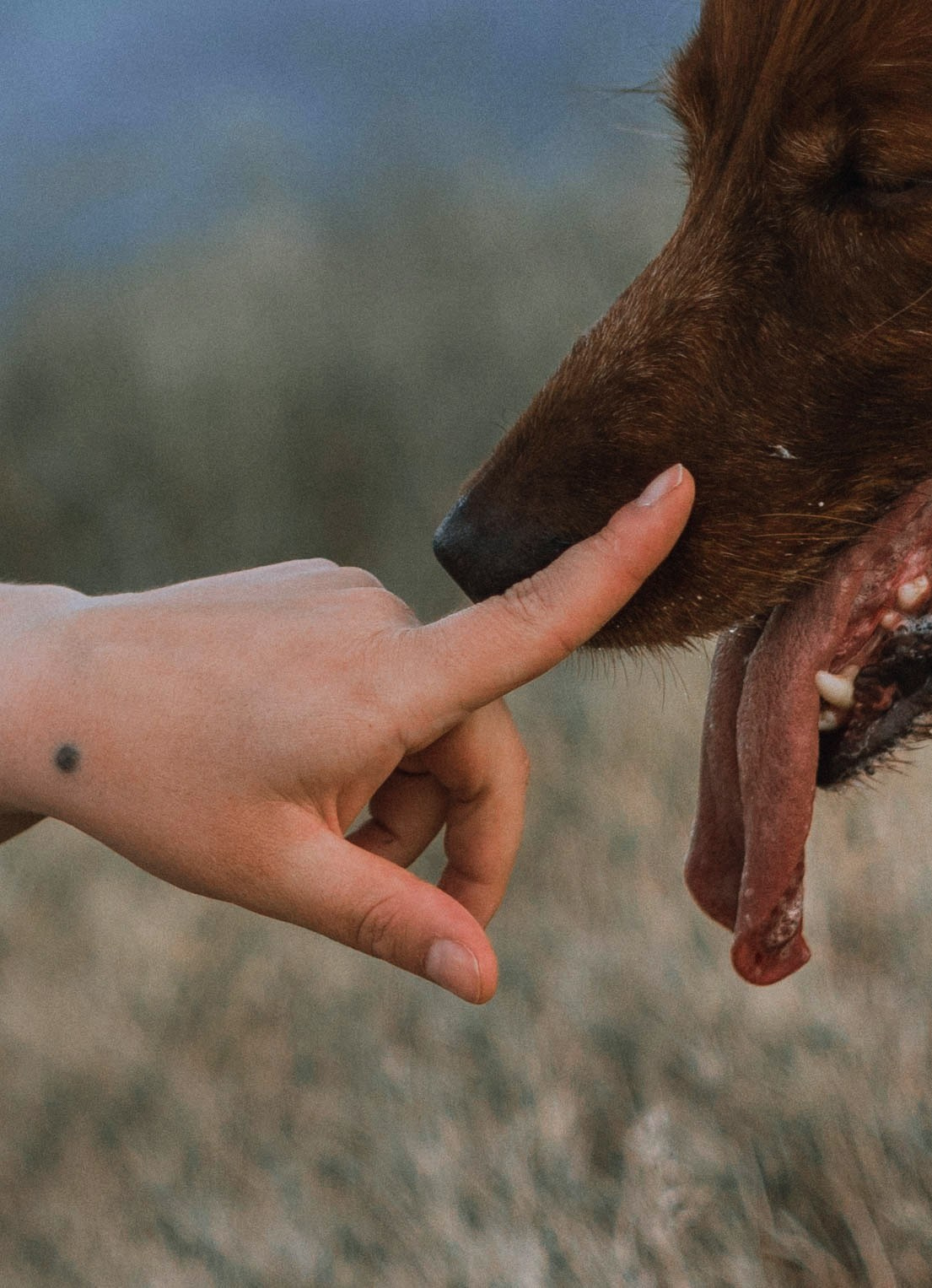 Ольга и Шеймас. Фотограф-анималист Богданова Полина