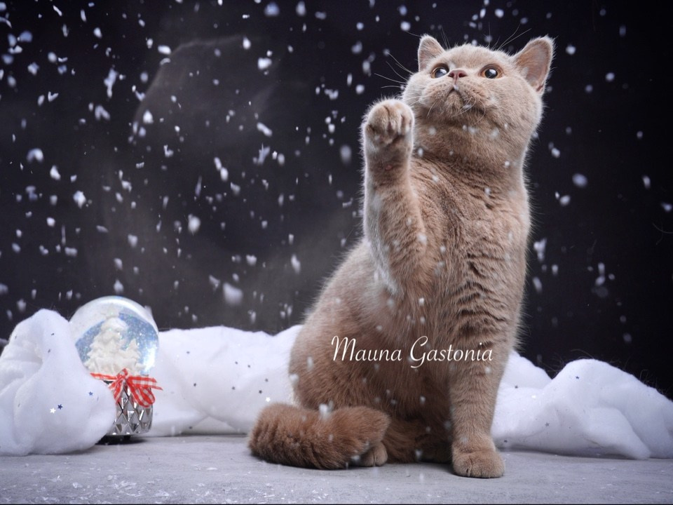 Vismut. Mauna Gastonia