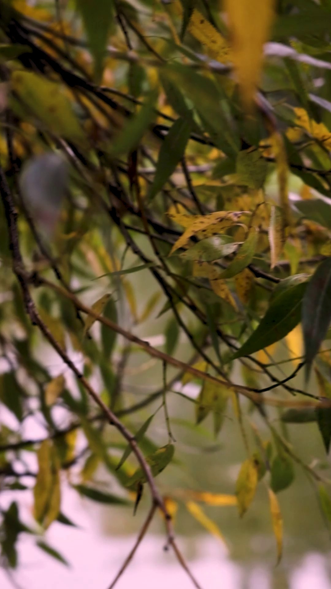 Контакты свадебного, семейного и индивидуального фотографа. Свадебный, семейный и индивидуальный фотограф в Зеленограде и Москве Ирина Костенко