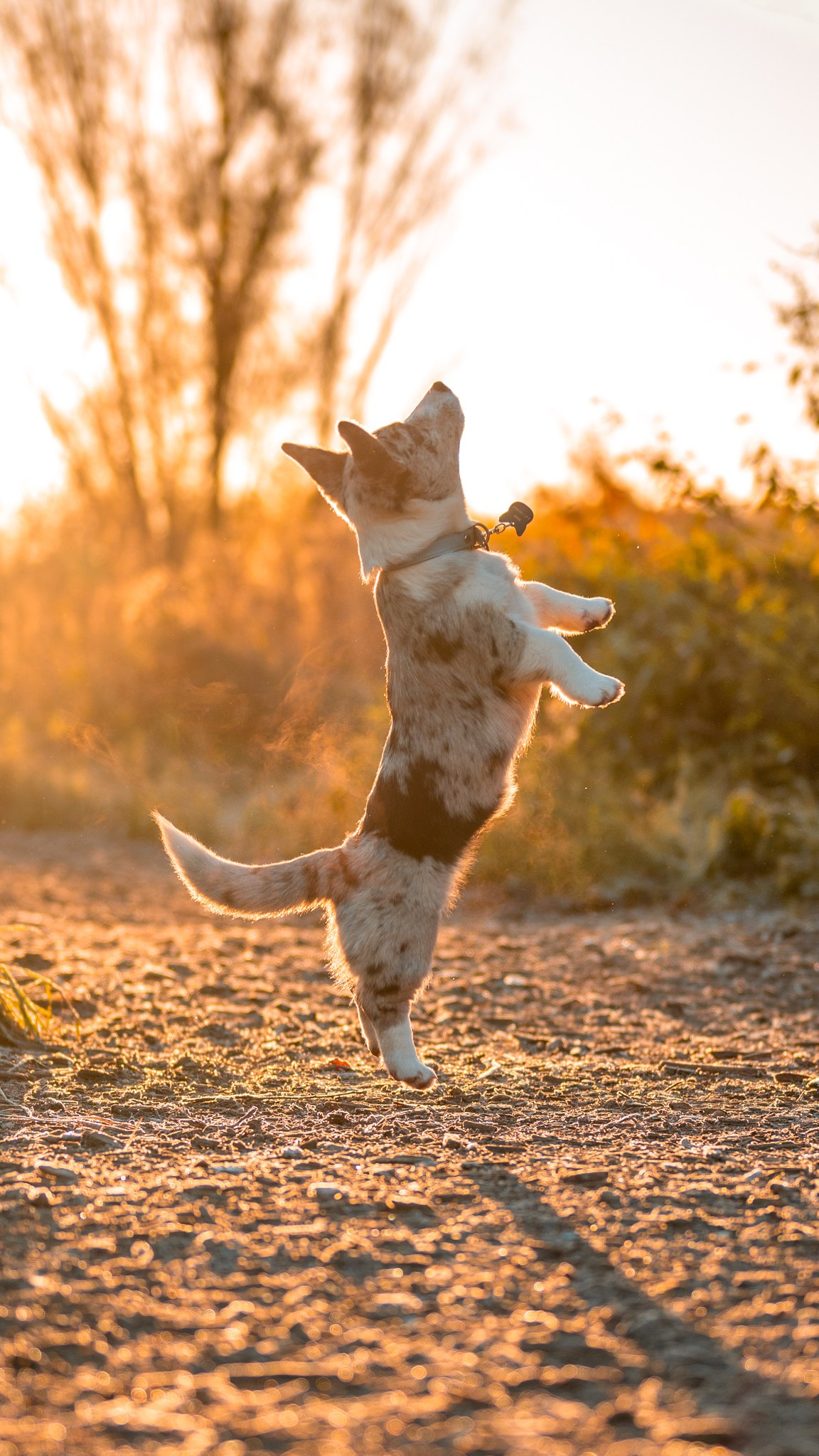 Вы и ваши питомцы. Фотограф в Санкт-Петербурге Александра Ладыгина