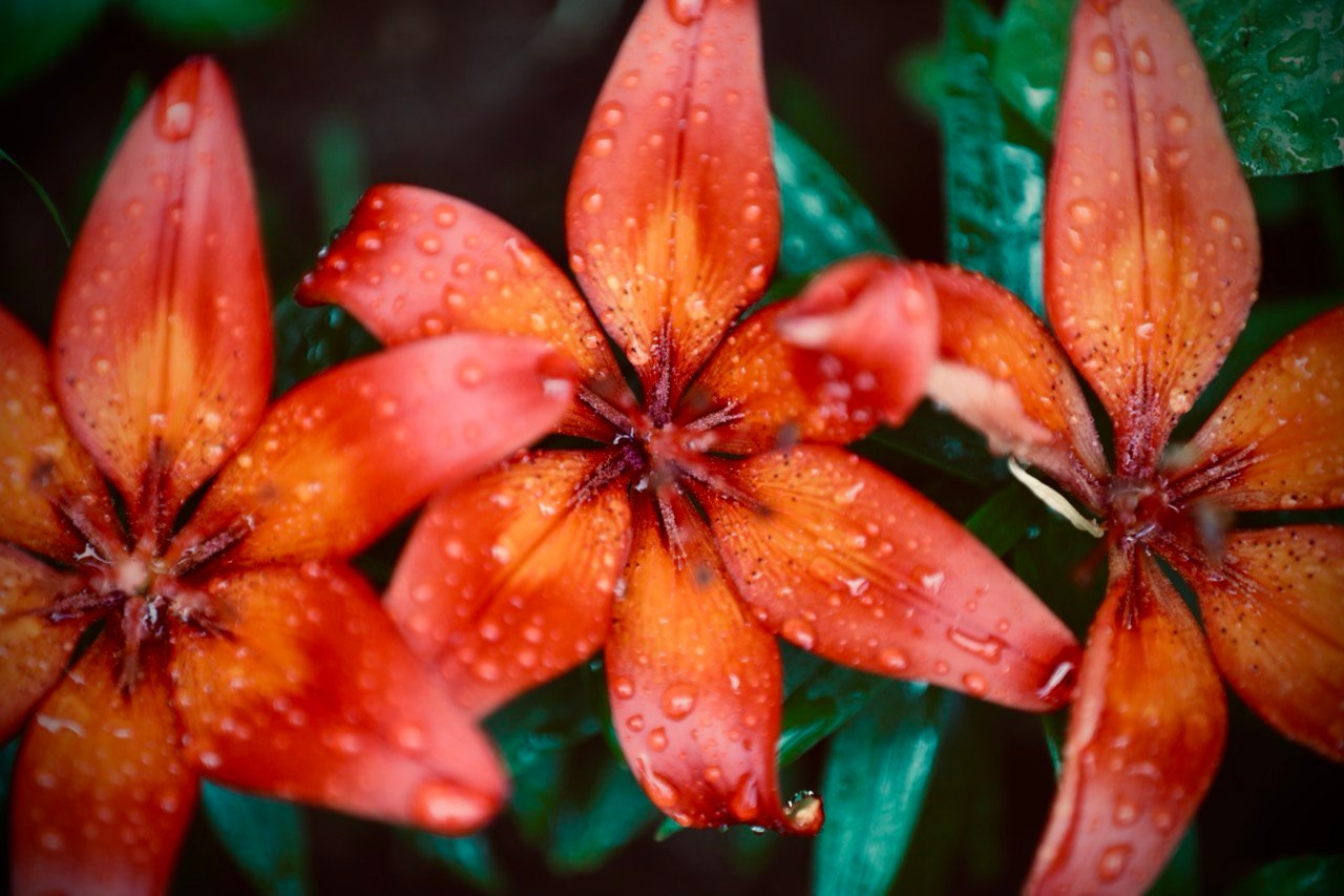 Лилии. Цветы