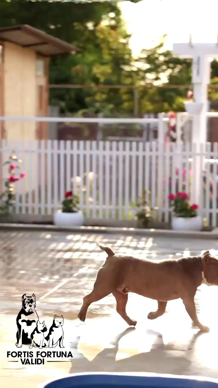 Локомотив. Американский Булли в г. Ростов-на-Дону. Питомник THE POWER OF SIBERIA