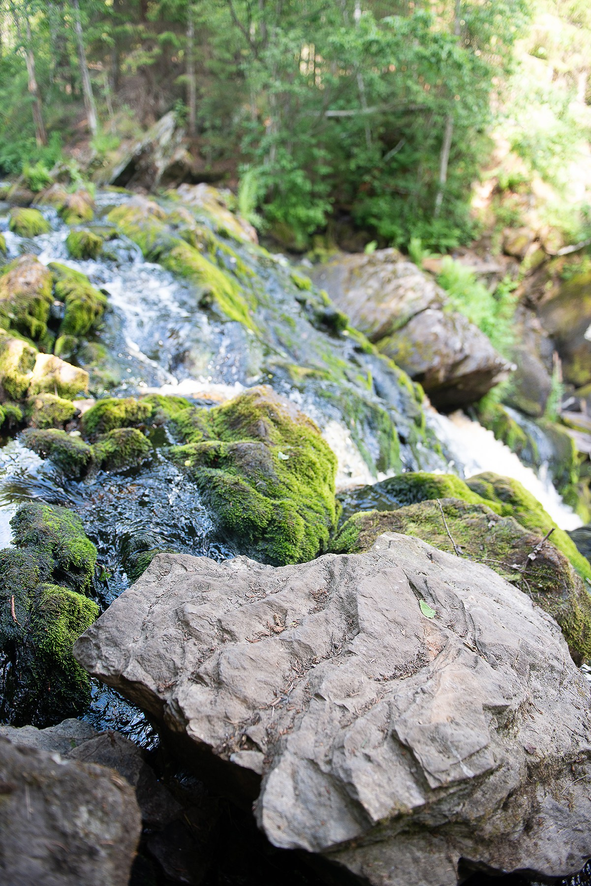 Карелия. Фотограф-анималист Наталья Светличная