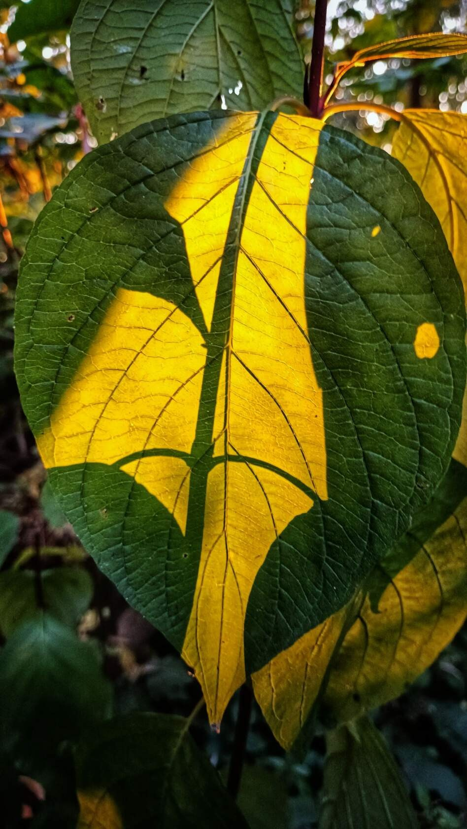 Макро, листья, свет, мобильное фото, фото на телефон