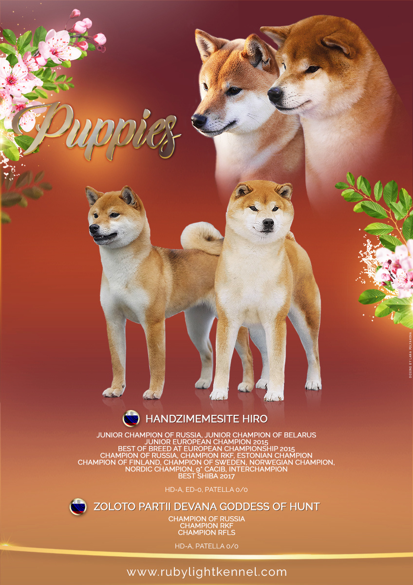 Litter «D»: HANDZIMEMESITE HIRO и ZOLOTO PARTII DEVANA GODDESS OF HUNT