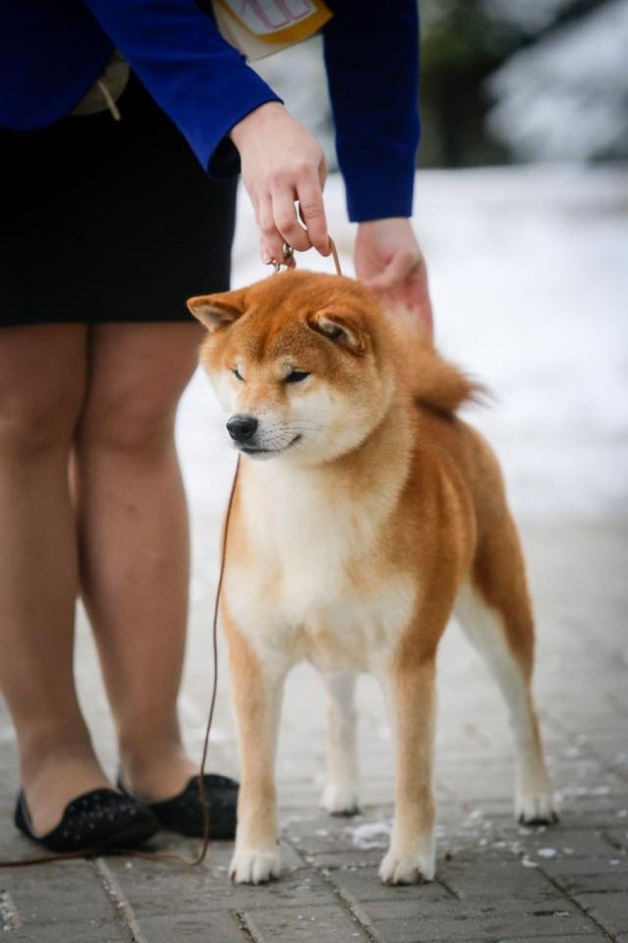 Litter «D»: HANDZIMEMESITE HIRO и ZOLOTO PARTII DEVANA GODDESS OF HUNT