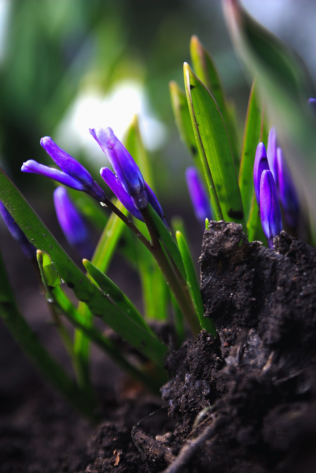 Весна. Катя Цвет