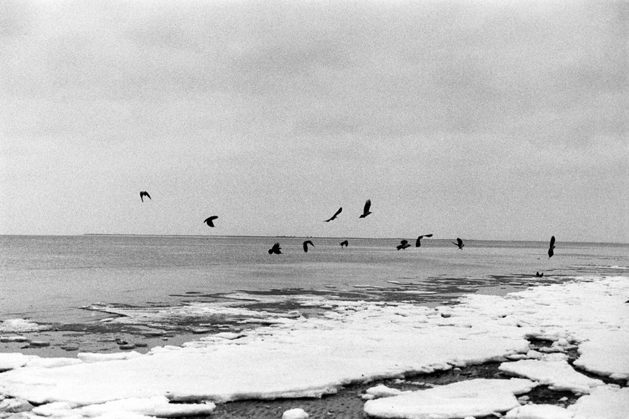 Summer Shore. Vitaly Severov
