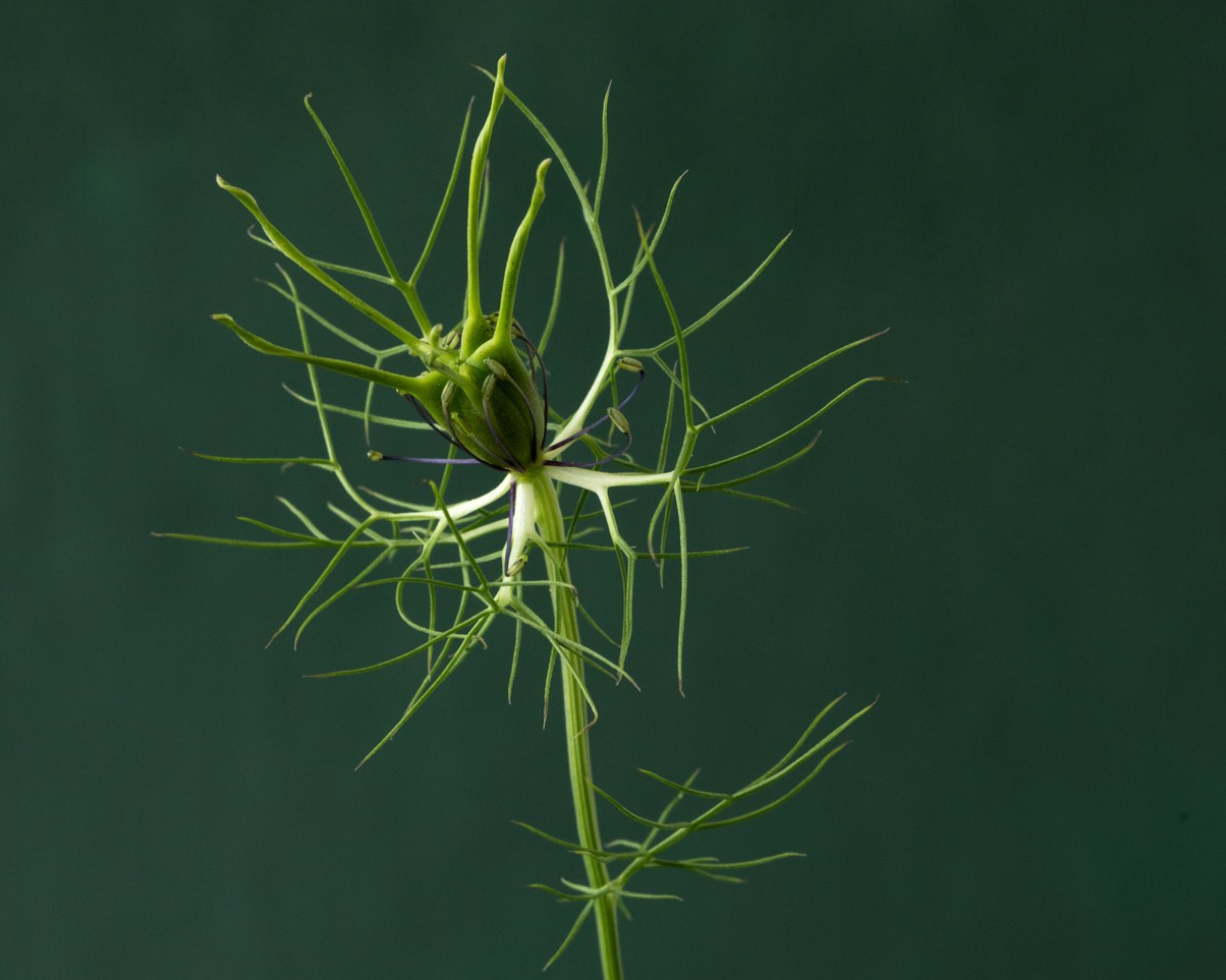 Wild Geometry. Author’s fine art prints with international delivery