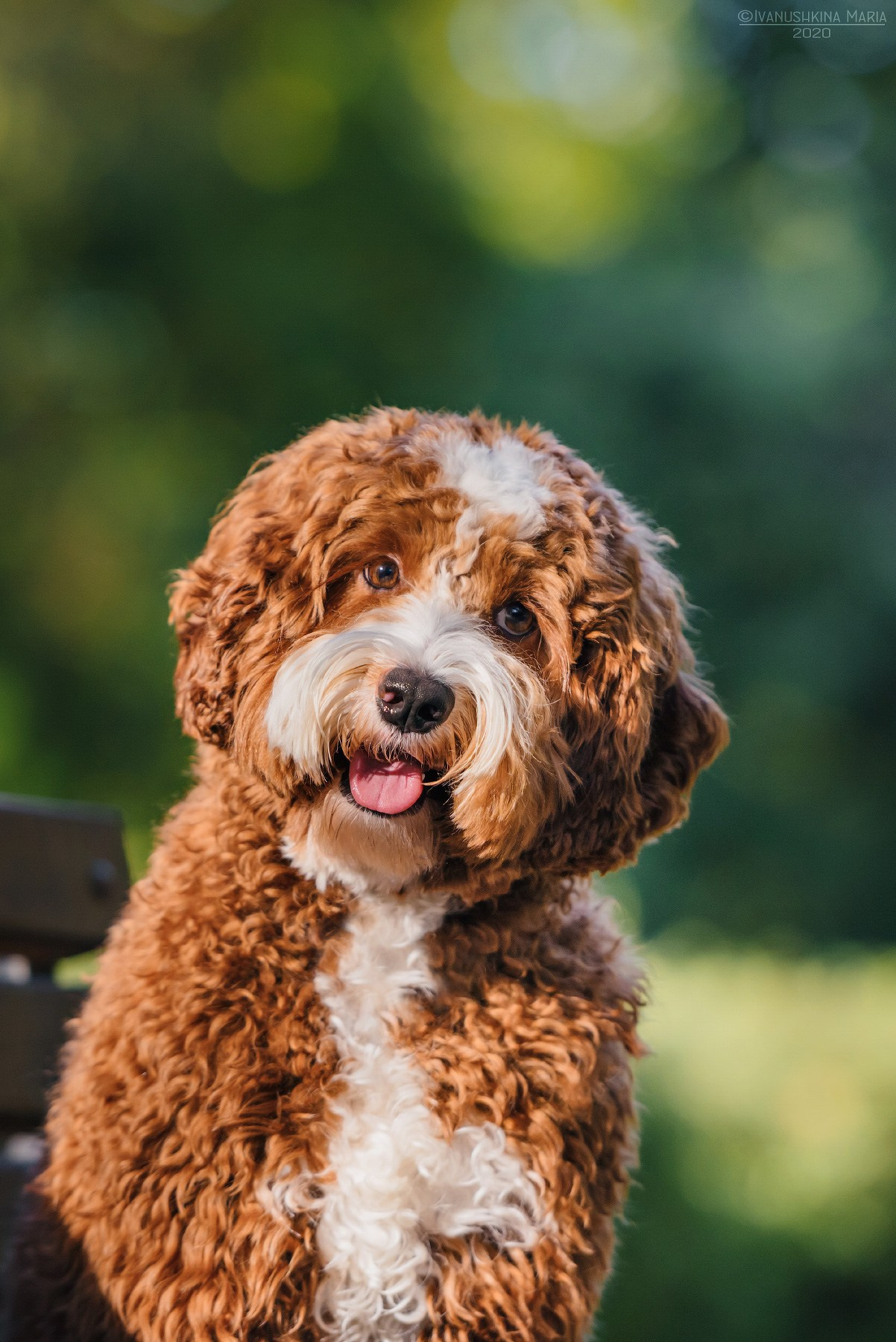 лабрадудль