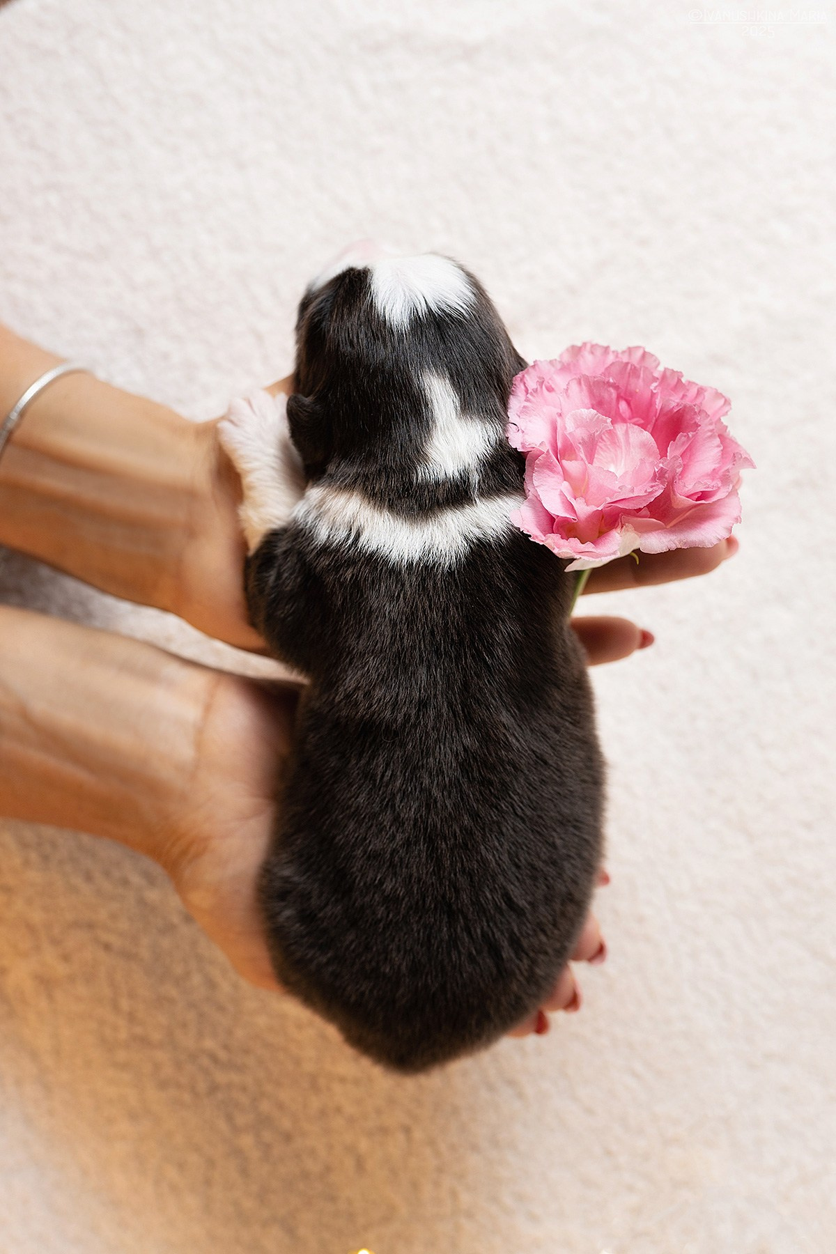 Ньюборн фотосессия щенков. Фотограф собак в Москве и Московской области Иванушкина Мария