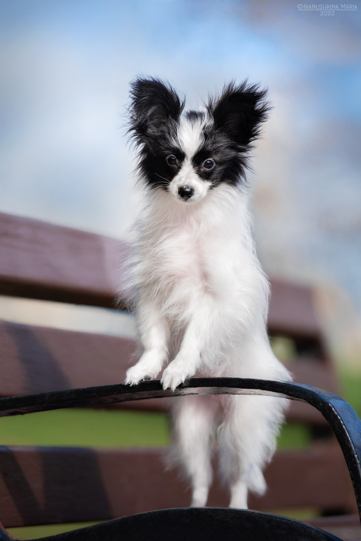 Фотосессия щенков на продажу. Фотограф собак в Москве и Московской области Иванушкина Мария