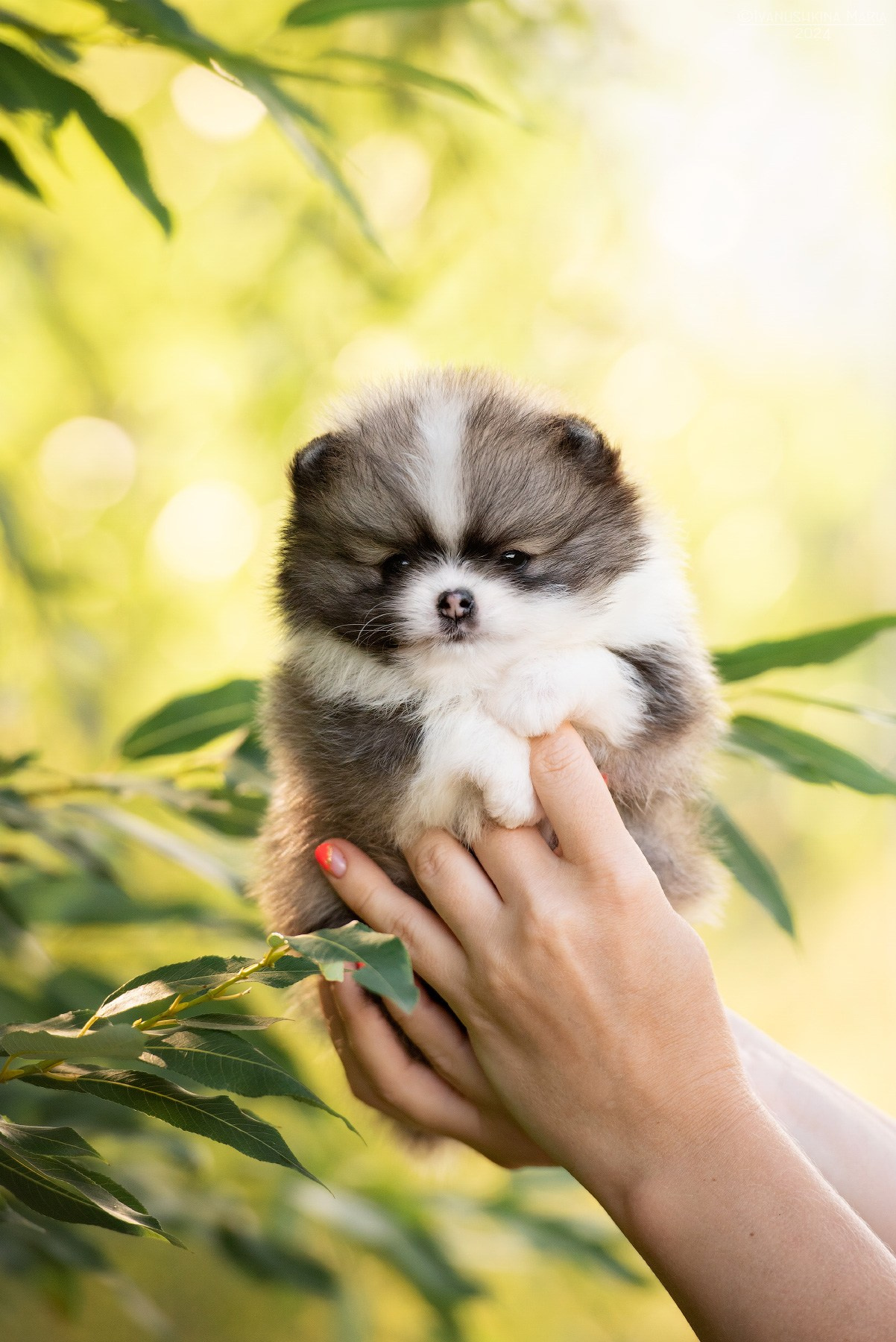 Фотосессия щенков на продажу. Фотограф собак в Москве и Московской области Иванушкина Мария
