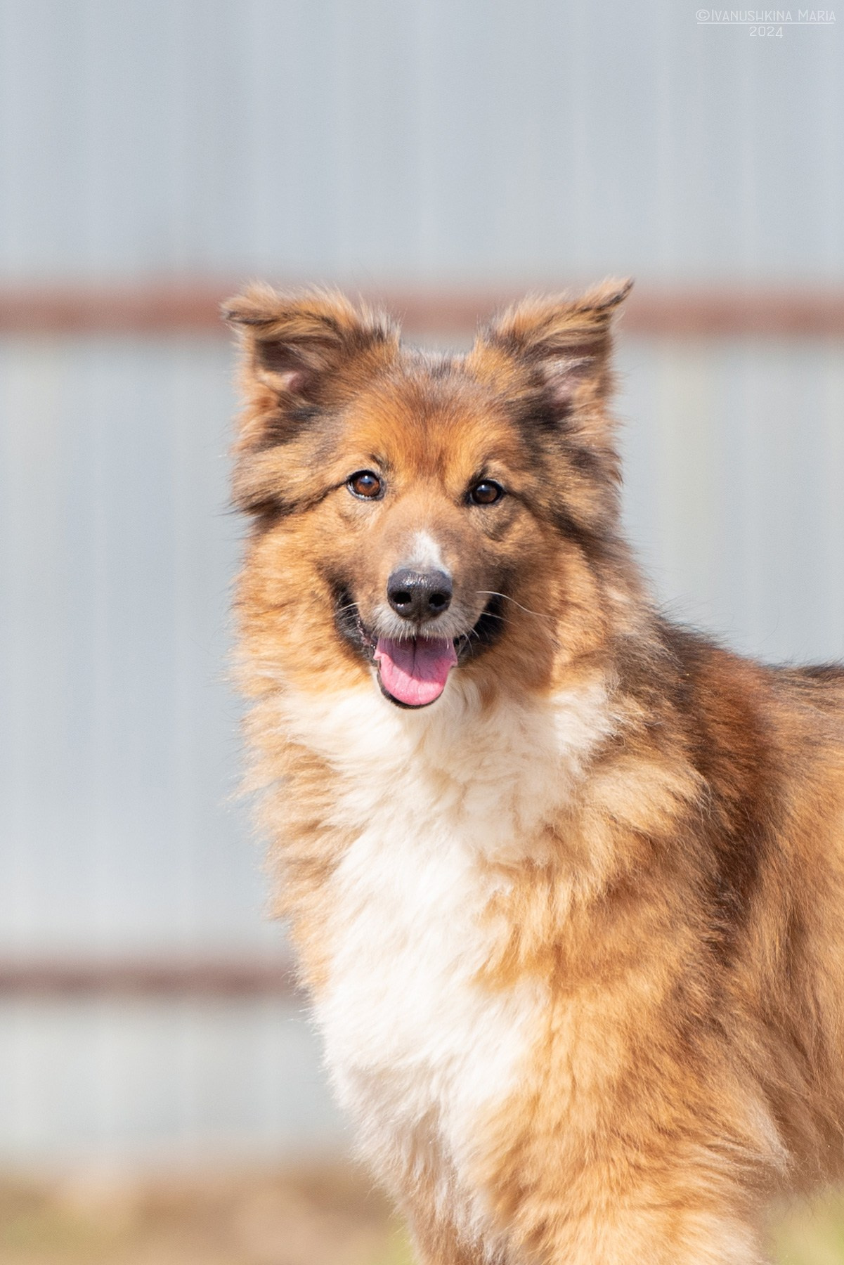 Пиарные фотосессии собак на пристройство. Фотограф собак в Москве и Московской области Иванушкина Мария