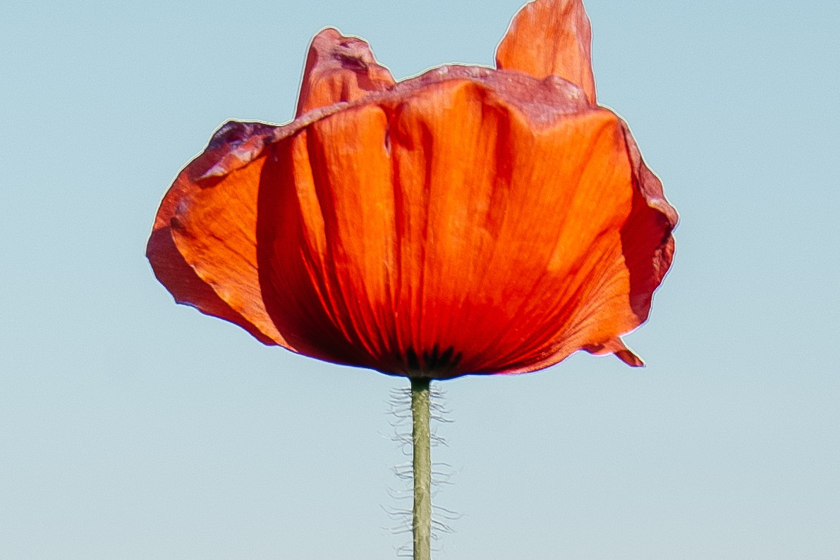 Клубнично-маковое поле. Портретный и семейный фотограф в Геленджике Таня Ходова