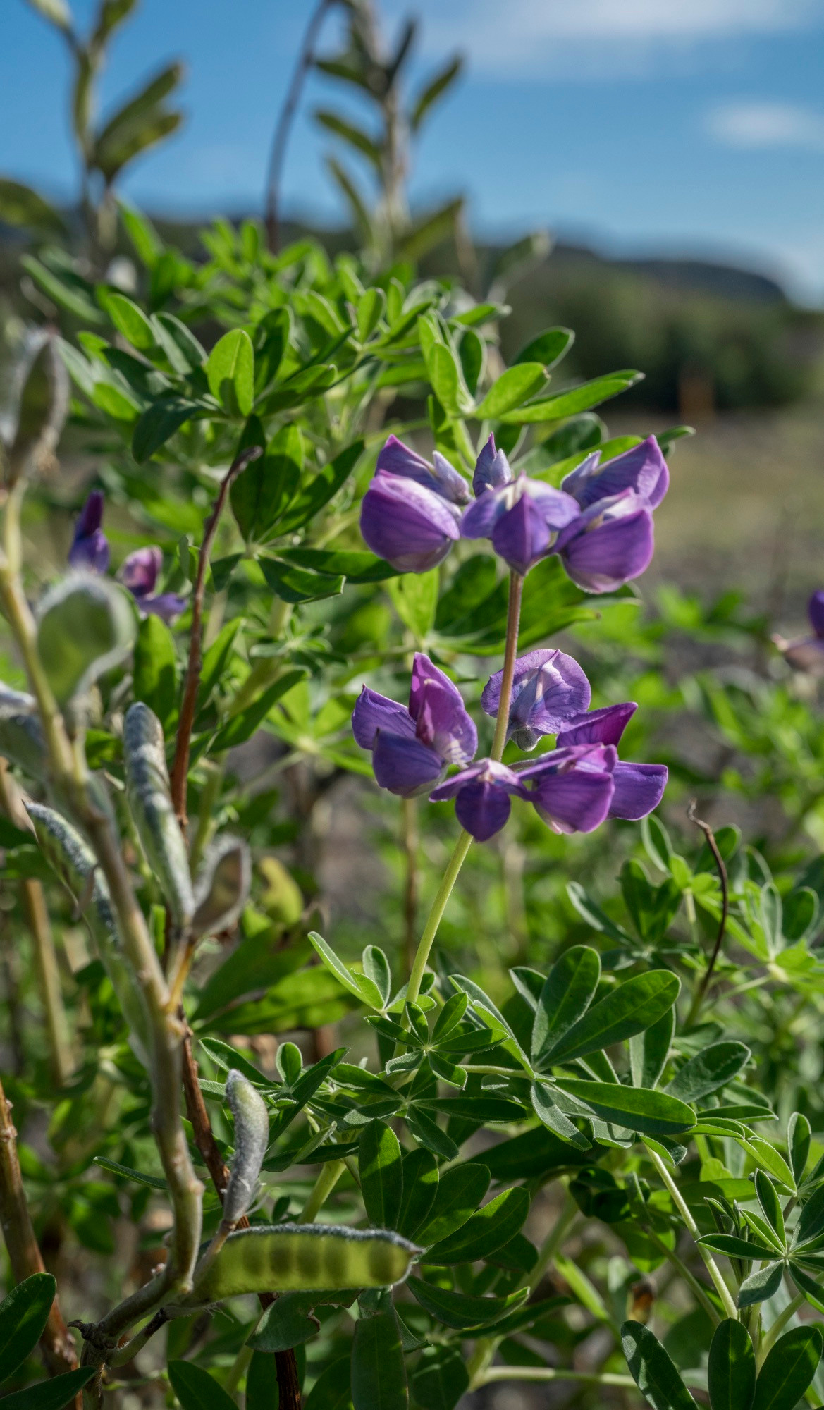 Исландия (август 2018). Фотограф Сергей Танков
