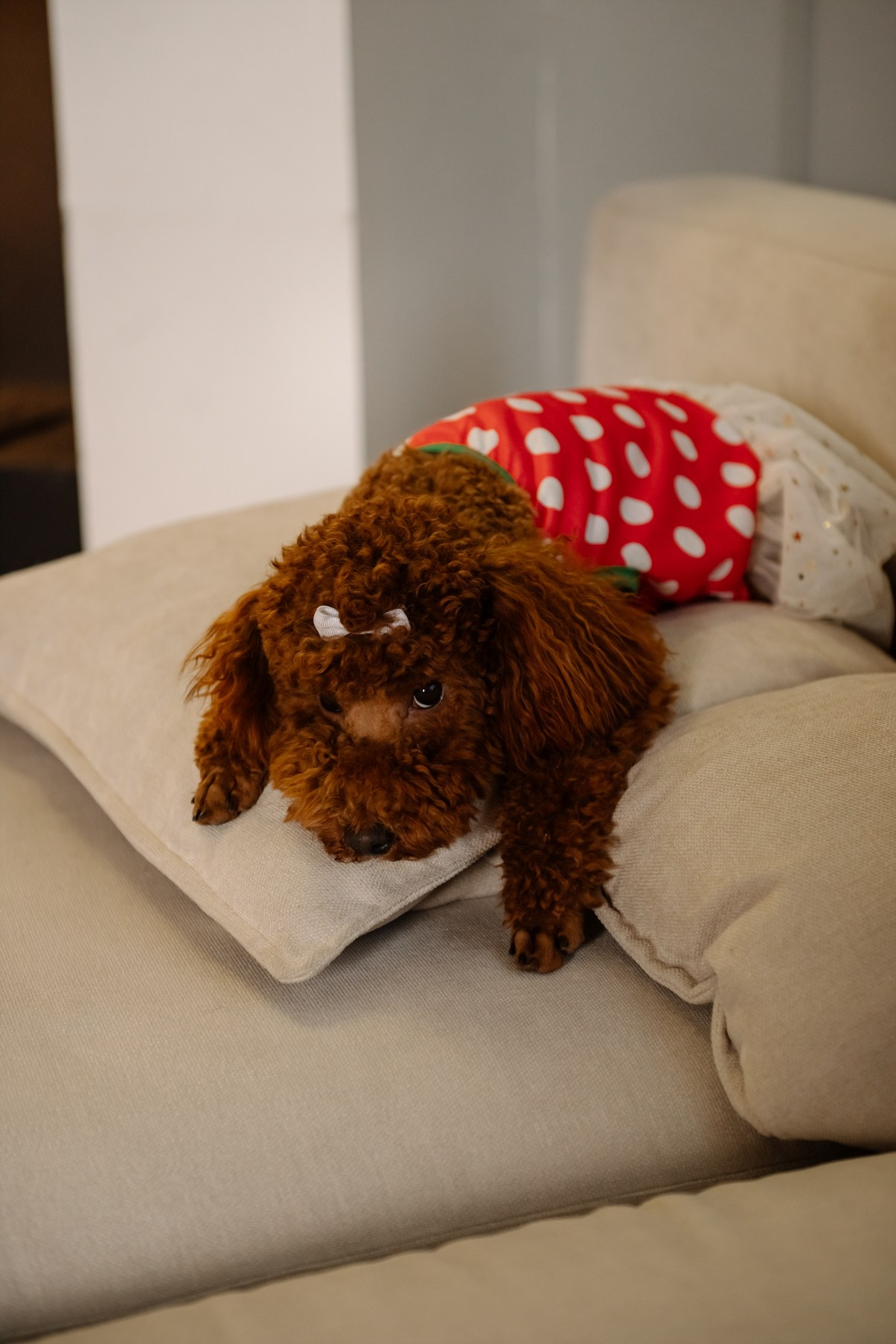Индивидуальная. Саша с собачкой. Свадебный и сеейный фотограф в Санкт-Петербурге Елена Худякова