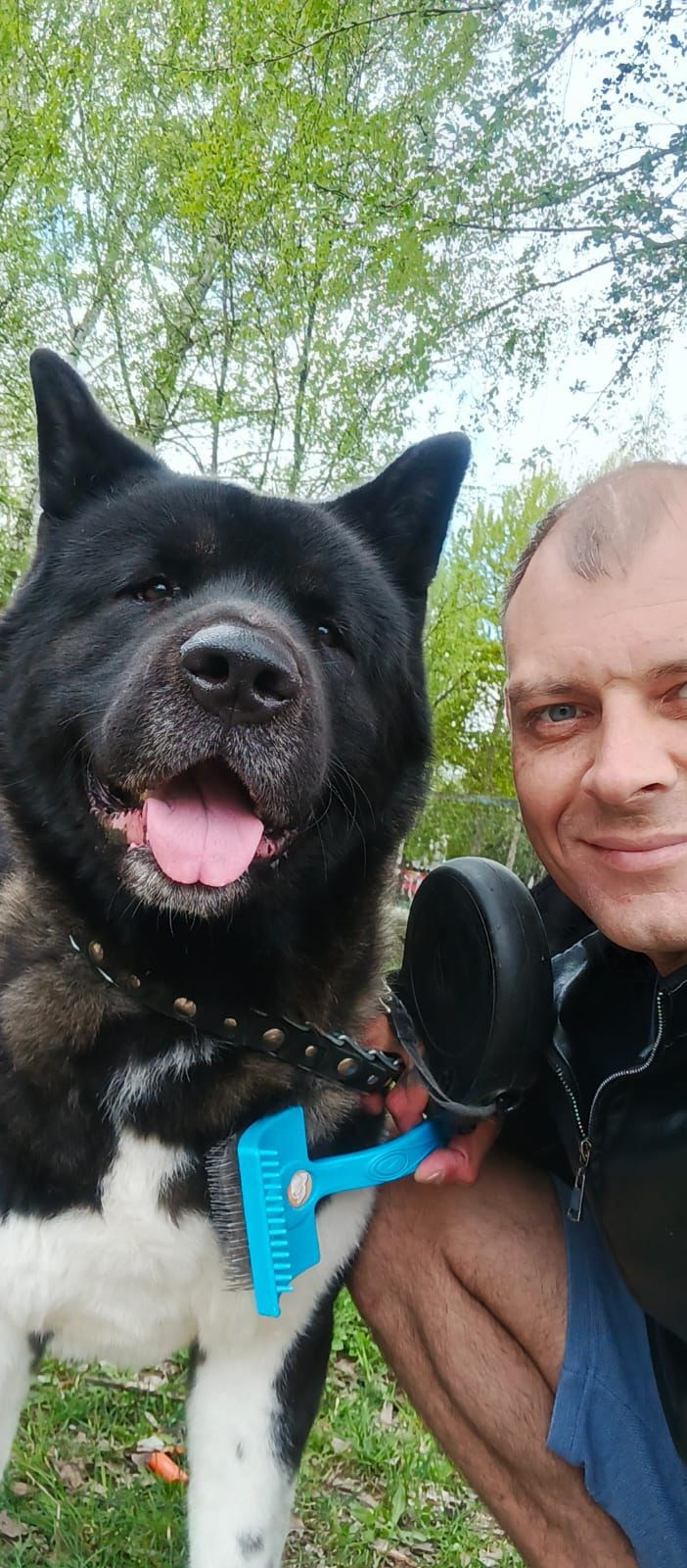 Rubylight Grom Американская акита питомник Рубилайт