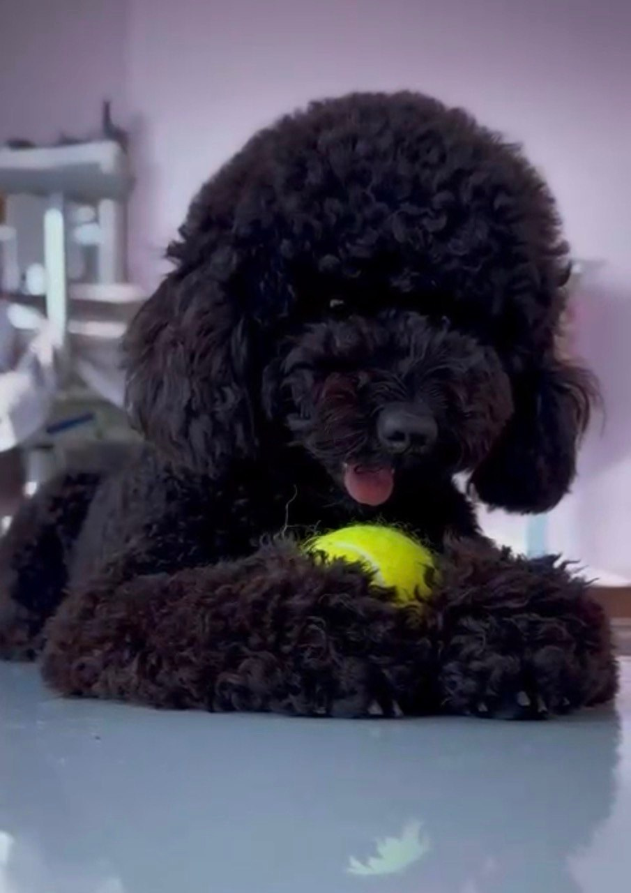 Выпускники. Заводчик Labradoodle в Санкт-Петербурге — Костылева Ульяна